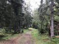 sentier dans la forêt