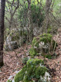 Sentier dans la forêt