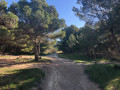 Sentier dans les bois.