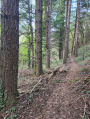 Sentier dans les bois