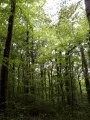 Sentier découverte du Bois du Bruel