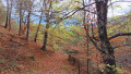 Sentier depuis la cabane du Champ du Comte