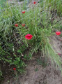 Coquelicots