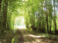 Sentier des grands bois - Louhans - Passage couvert dans le bois