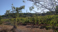 Sentier des vignerons et boucle des cépages à Saint-Julien