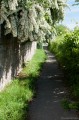 Sentier du chou