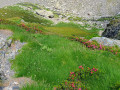 Sentier du Vallon de Sobe et rhododendrons