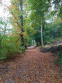 sentier en forêt