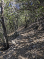 Sentier en forêt