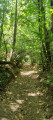 Sentier en forêts