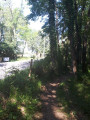 Sentier en sous-bois longeant la route