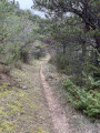 Sentier en sous bois