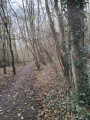 sentier en sous bois