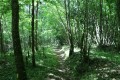 Sentier en forêt