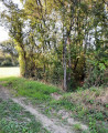 Sentier entre les arbres