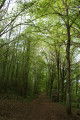 Sentier forestier balisé blanc/vert