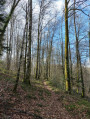 Sentier forestier le long de la rivière