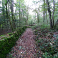 Sentier forestier, vieux mur de pierres sèches.