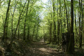 Sentier forestier.