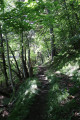 Sentier ombragé près de Planès