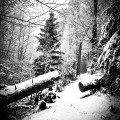 Sentier recouvert de neige sur cette randonnée au départ du Lachtelweiher