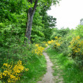 Circuit du Loup dans la Forêt de Bouconne