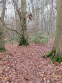 sentier