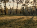 Soleil du matin dans les haies du Finvert