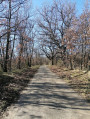 Soleilhet partie de chemin boisé