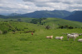 Sommet avec le massif de Arbailles à l'horizon