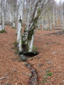 Source du gros hêtre