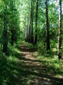 Sous-bois du lieu-dit Le Pité