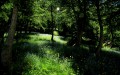 sous-bois du ravin de la Salcette