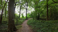 sous-bois en lisière de forêt