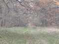 Bois de Batonceau et wallabies à Gazeran