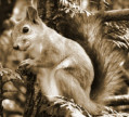 Squirrel33