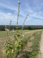 Sur la route du dôme de Vetheuil