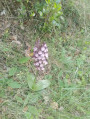 Sentier des orchidées à Villasavary