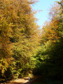 Sur les beaux chemin de l'Altenberg