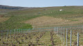 Entre les vignes et la Marne au départ d’Hautvillers