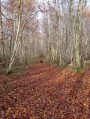 tapis de feuille