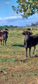 Taureaux de Camargue