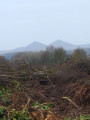 Le bois de Vimy