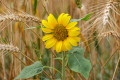 Tournesol