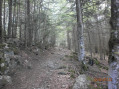 Traversée de forêt