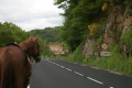 Traversée de la D 906, cheval en main