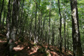 Traversée de la forêt