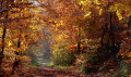 Traversée des bois en automne