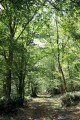 Traversée du bois des Taillis de Ruines