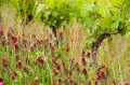 Très jeunes raisins et belle diversité florale vignes coteaux Pont-Barré